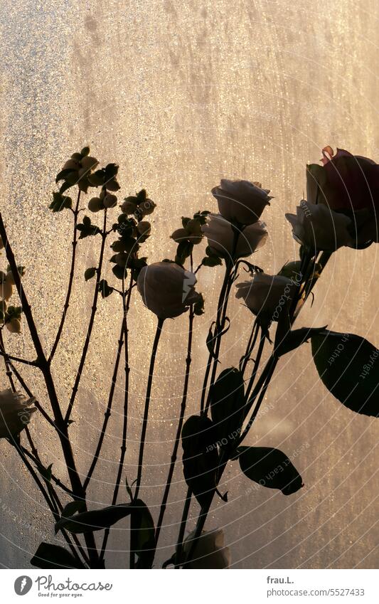 Blumen vorm Fenster Sonnenaufgang Blumenstrauß Kondenswasser Sonnenlicht Rose Knackbeeren Lysianthos Blüte Pflanze Blühend Schneebeere Knallerbsenstrauch