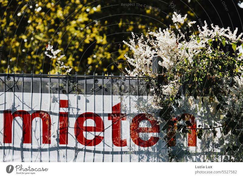 Teilstück eines Banners 'zu vermieten', dazu Herbstblüte Leerstand Innenstadt Miete Gebäude zu mieten Wildwuchs Blüte Blüten grün Sträucher Gestrüpp geschlossen