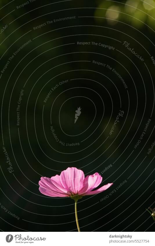 Detail einer Kosmee cosmea Cosmea Schmuckkörbchen Blume blühen Cosmos bipinnatus Natur Pflanze Garten Korbblütler Blüte pink hell dunkel freundlich Sommer