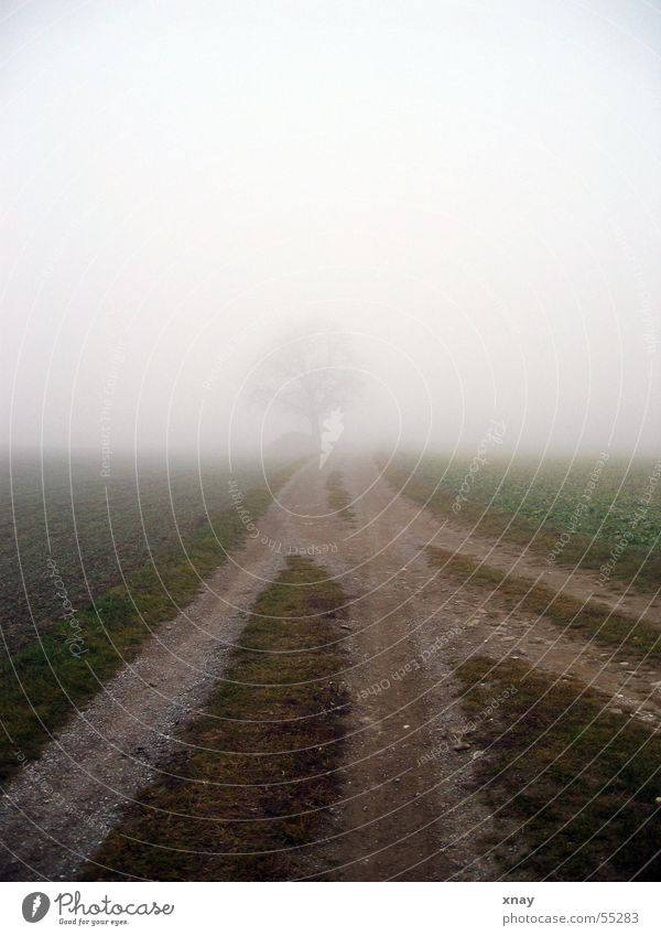 Nebelbaum Baum Fußweg Einsamkeit kalt baum im nebel
