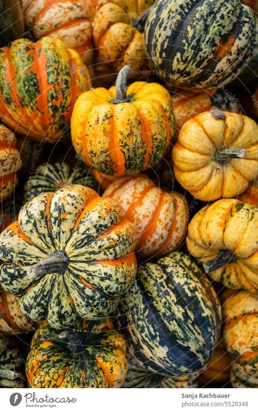 Draufsicht auf bunte Kürbisse. Herbst Hintergrund. Gemüse saisonbedingt Lebensmittel Erntedankfest Oktober Dekoration & Verzierung Halloween orange Ackerbau