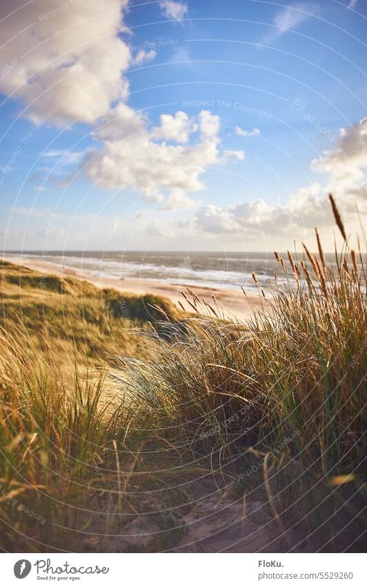 Dünengras auf den Dünen von Dänemarks Nordseeküste Küste Strand Sand Ferien & Urlaub & Reisen Natur Landschaft Meer Himmel Erholung Tourismus Wolken Reiseziel