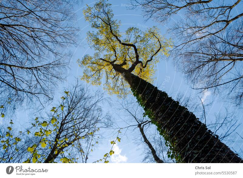 Bäume Baum Baumkrone mit blick nach oben Froschperspektive mit gold gelben Blättern umrahmt von Kahlen Bäumen Baumkronen und blauer Himmel im Hintergrund