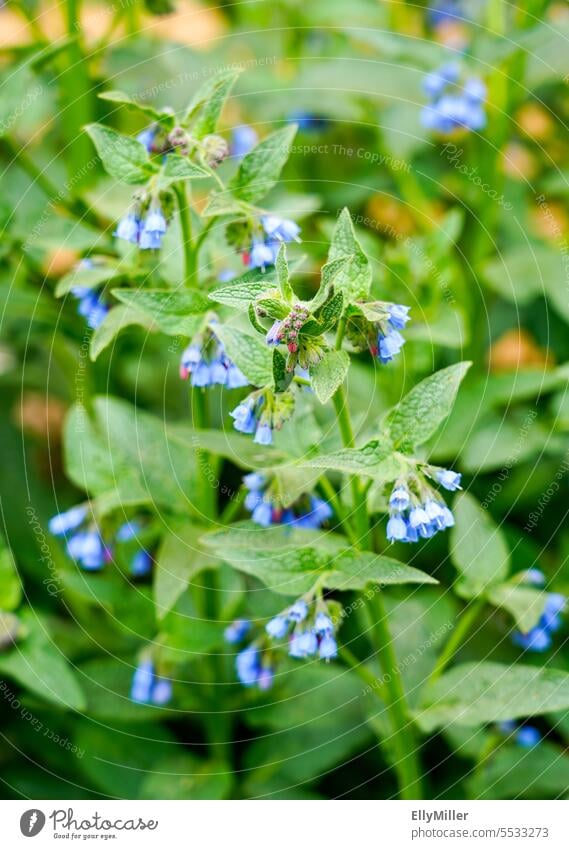 Blauer Beinwell - Symphytum azureum blauer Beinwell blühend Blume blüte Blüte Natur Pflanze Frühling Garten Sommer Nahaufnahme Blumen natürlich grün Wachstum
