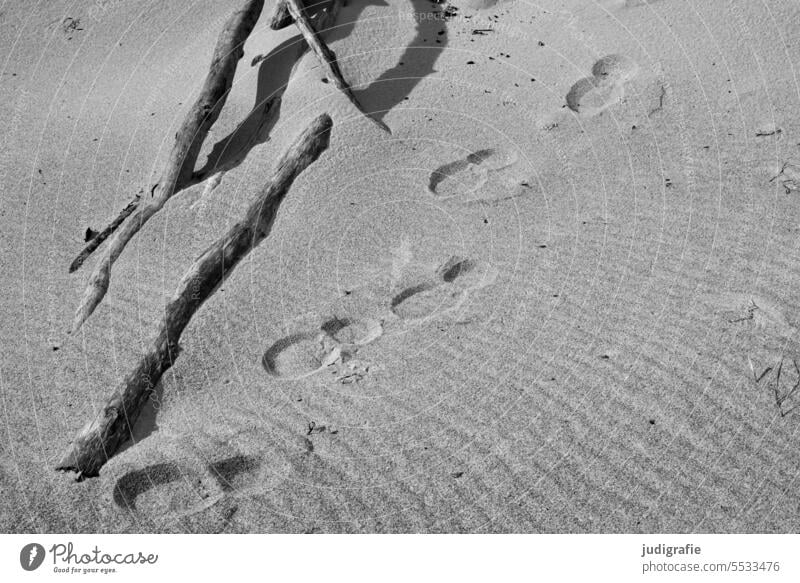 Spuren Strand Sand Fußspur fußabdruck Schuhabdrücke Weststrand Meer Fußabdruck Sandstrand Abdruck Ast Küste Spaziergang Fußspuren Erholung Fußspuren im Sand