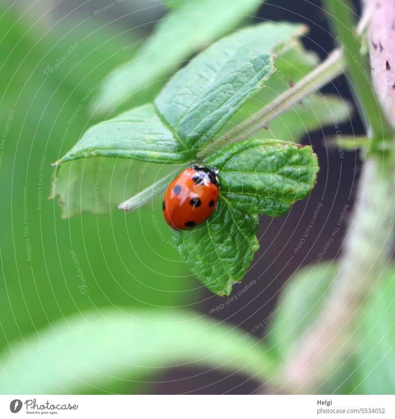 Weites Land | kleines Käferlein Marienkäfer Insekt Blatt Natur Makroaufnahme Nahaufnahme krabbeln Pflanze Außenaufnahme Farbfoto Tier Glück rot grün