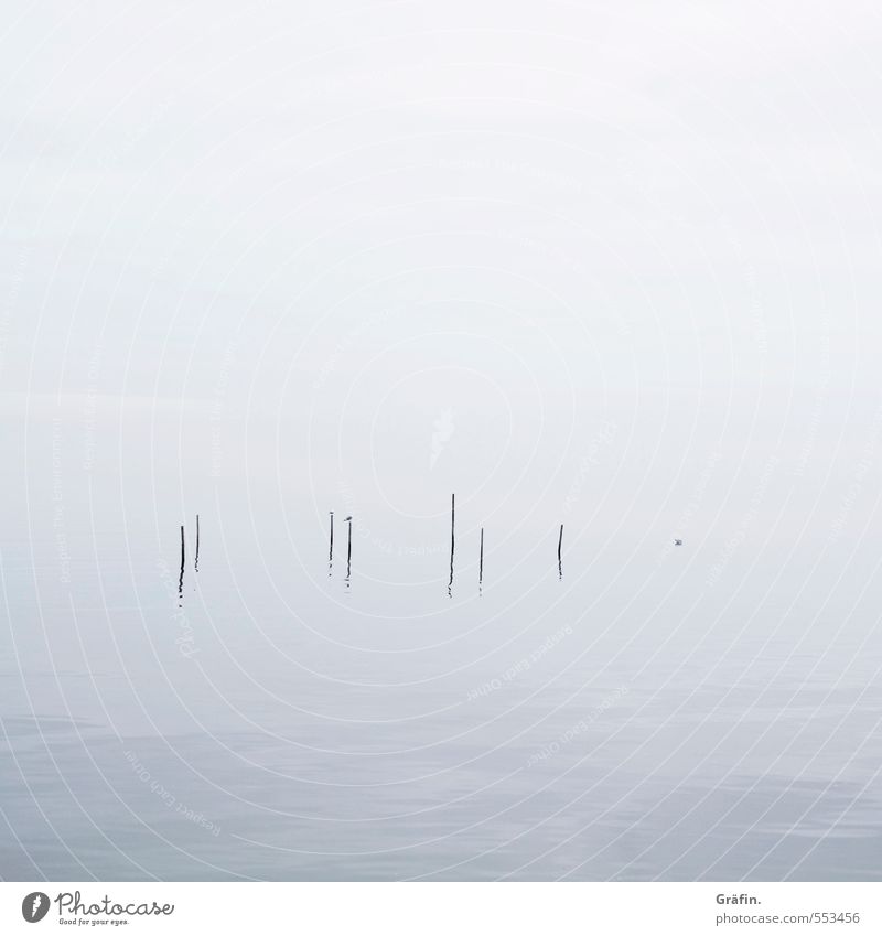Nebel Herbst Winter schlechtes Wetter Wellen Küste Ijsselmeer Vogel Möwe kalt blau weiß ruhig Einsamkeit Surrealismus Unendlichkeit Reflexion & Spiegelung