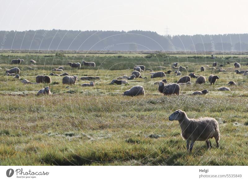 Schäfchen am Morgen ... Schaf Schafherde viele Weide Wiese Moorwiese Ochsenmoor Landschaft Natur Umwelt Tier Nutztier Herde Außenaufnahme Tiergruppe