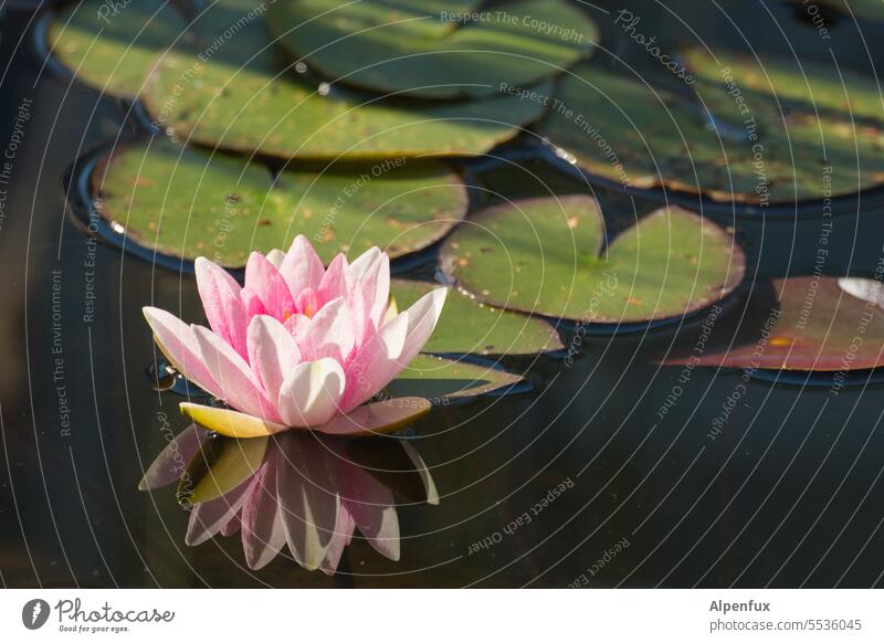 Seerosenblütenspiegelung Natur Wasser Pflanze Blüte Seerosenblatt grün Teich Seerosenteich Blatt Außenaufnahme Blume Farbfoto Wasserpflanze Blühend