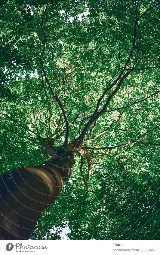 Grüne Baumkrone grün Natur Baumstamm Wald Blatt Außenaufnahme Menschenleer Farbfoto Umwelt Pflanze Ast Tag Wachstum Baumrinde Blätterdach Landschaft Blattgrün