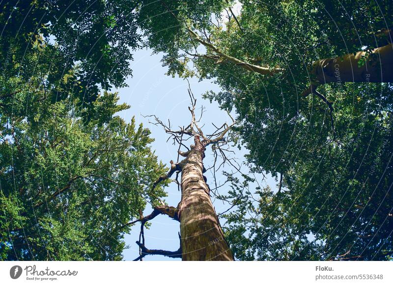 Toter Baum umgeben von Leben abgestorben kahl blau Himmel grün Baumkronen Wald Natur Umwelt Außenaufnahme Bäume Tag Pflanze Baumstamm natürlich Holz Waldsterben