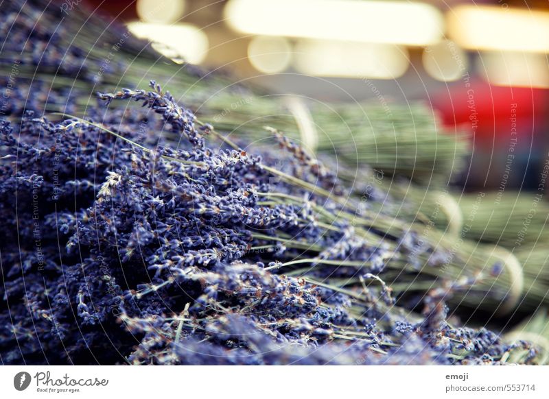 Lavendel Kräuter & Gewürze Arbeit & Erwerbstätigkeit Gartenarbeit Handel Markt Duft natürlich violett Farbfoto Außenaufnahme Nahaufnahme Menschenleer Tag