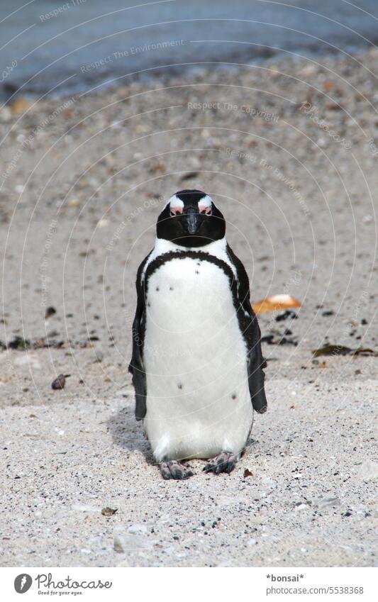Brillenpinguin Pinguin Vogel freie Wildbahn schwarz weiß Frack Tarnung Wildtier Meer Küste Strand Freiheit Natur Sonne Wärme zufrieden friedlich neugierig