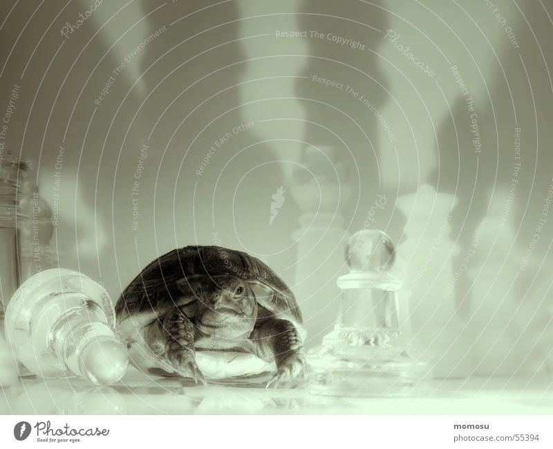 Spielverderber Schildkröte Spielen Licht Schachbrett Schatten Schachfigur