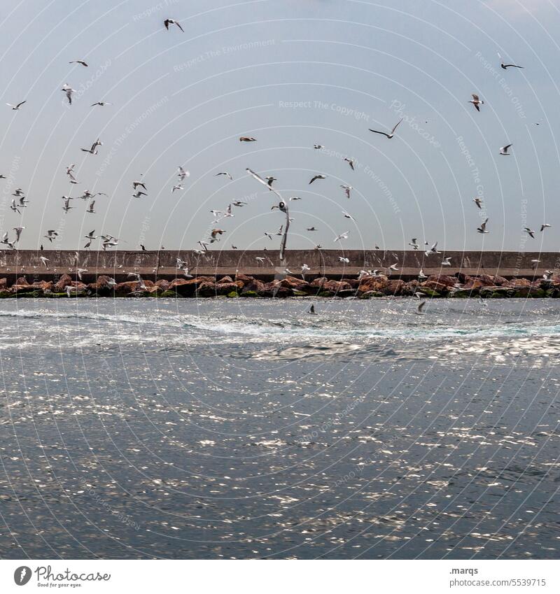 Luftverkehr flugverkehr Möwe viele fliegen Himmel Wasser Freiheit Schönes Wetter