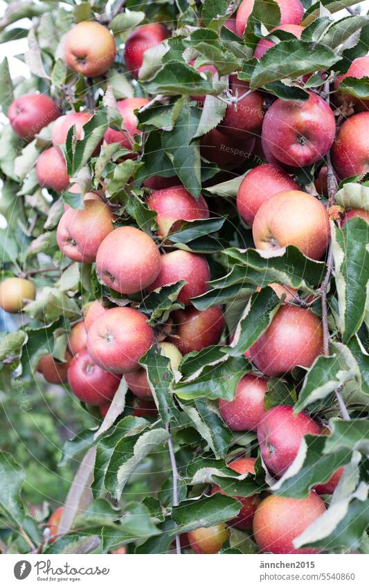 ein Apfelbaum hängt voll mit roten reifen Äpfeln Frucht Gesundheit frisch lecker Ernährung Vitamin saftig Farbfoto grün Bioprodukte Vegetarische Ernährung Ernte