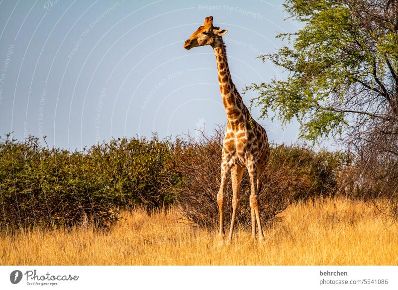 der blick von oben herab wild Afrika Namibia Außenaufnahme Ferne Fernweh Farbfoto Freiheit Ferien & Urlaub & Reisen Landschaft Abenteuer Natur Wärme besonders