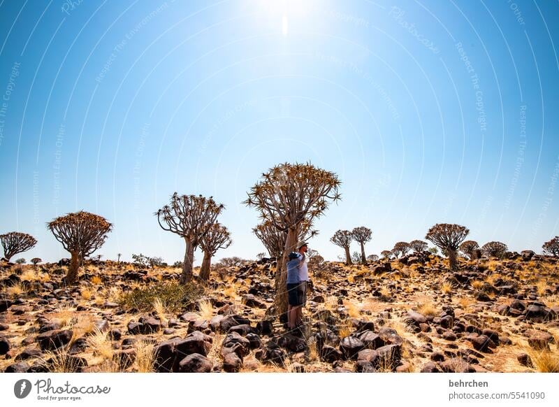 wildes namibia Ferien & Urlaub & Reisen Natur außergewöhnlich Köcherbaum Baum Namib Namibia Afrika Wüste beeindruckend besonders Keetmanshoop Pflanze Wärme