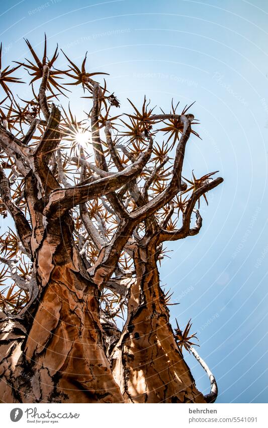 sterngeschichten Pflanze Sonnenstern Köcherbaum Baum außergewöhnlich Namib Sonnenlicht Namibia Afrika Farbfoto Ferien & Urlaub & Reisen Natur Wüste Himmel