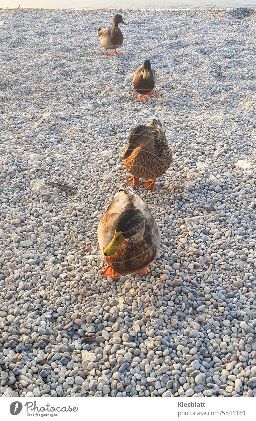 Gemeinsam sind wir stark - vier Enten im Gänsemarsch am Kieselstrand zutrauliche Enten Mehrere Enten betteln Fressen Futter Strand Bank Tier Vogel lustig Plan