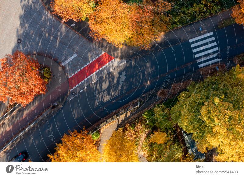 Der Herbst ist da Straße Vogelperspektive Menschenleer Wege & Pfade Verkehrswege Straßenverkehr Zebrastreifen Asphalt Schilder & Markierungen Radweg