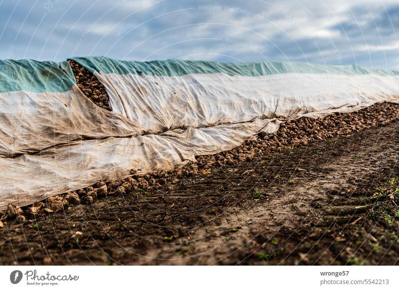 Zuckerrüben liegen unter Planen geschützt am Feldrand Ernte Erntezeit gerodet Zwischenlagerung Abtransport Verarbeitung Zuckergewinnung Rüben Rübenernte