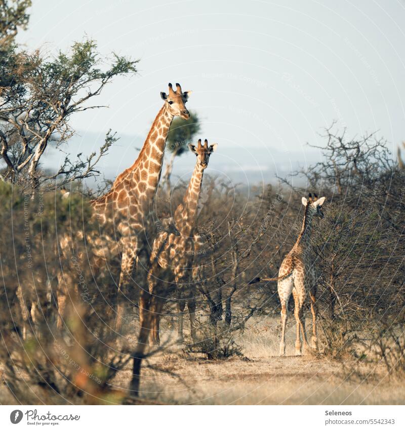 Drei Engel für ... ach never mind Giraffe Giraffen Natur Safari Tier Afrika Außenaufnahme Farbfoto Wildtier braun Säugetier Hals wild Ferien & Urlaub & Reisen