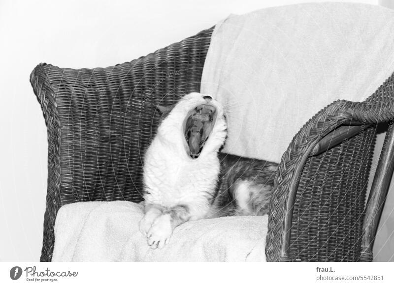 Kater gähnt Katze Haustier Tierporträt Sessel müde aufgewacht Tuch geborgen zahnlos alt Zahnfleischentzündung Pigmentflecken