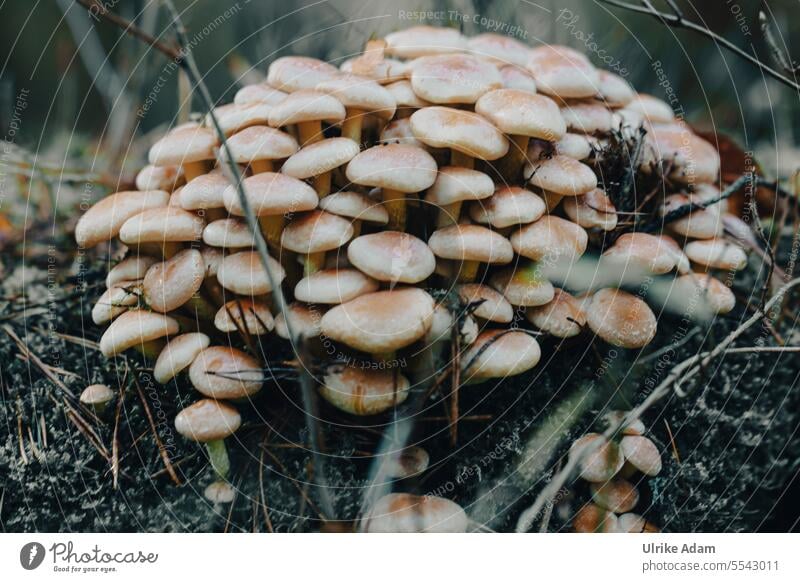 Pilze Herbst Wald Viele Nahaufnahme