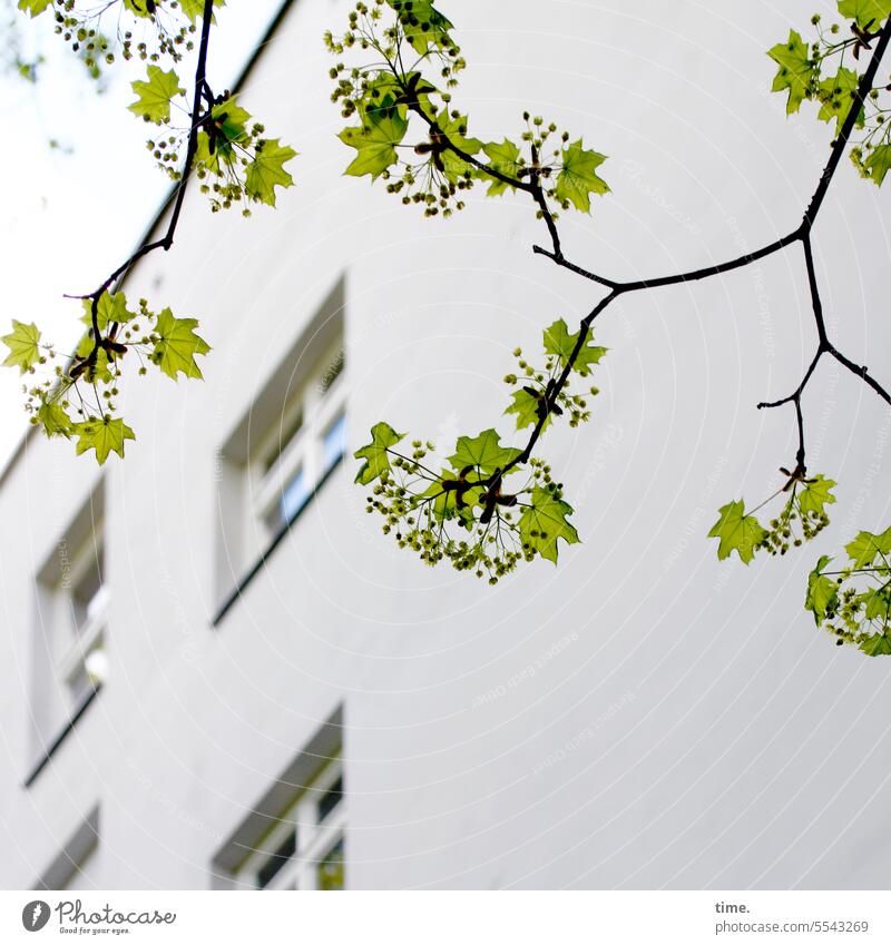 Ahornblüte im Berliner Frühling Haus Baum Himmel Ast Äste Wachstum Fenster Mauer Fassade wohnen Natur Froschperspektive Architektur Detailaufnahme