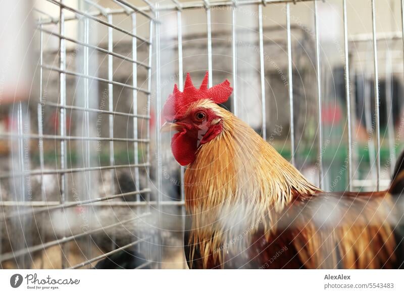 Ein Zuchthahn in einem Käfig in einer Hühnerzuchtausstellung -Nahaufnahme Tierportrait Hahn Huhn Zuchtausstellung Tierschau Hühnerschau Ausstellung