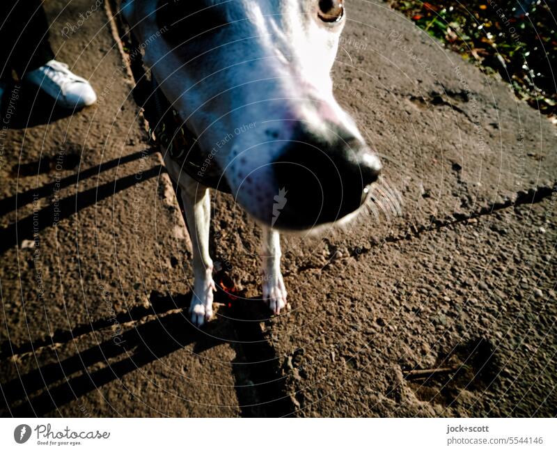 neugierige Schnauze Whippet Hund Haustier Tier Gassi gehen Bürgersteig Tierporträt mit dem hund rausgehen Spaziergang Nahaufnahme Hundeschnauze schnüffeln