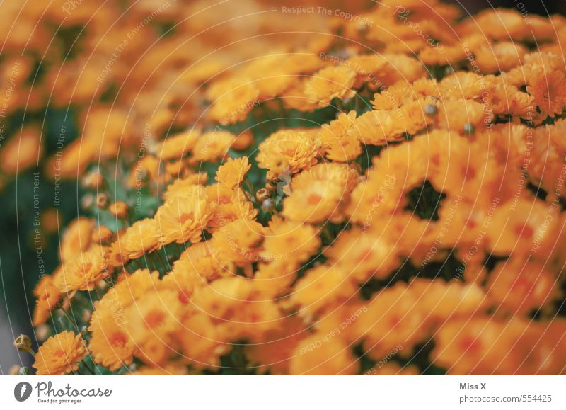 Chrysanthemen Garten Sommer Herbst Blume Blüte Blühend gelb orange Topfpflanze Gartenpflanzen Balkonpflanze Blütenblatt Blütenstauden Farbfoto Außenaufnahme