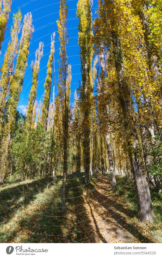 Der schöne Weg mit Pappelbäumen im Herbst im Naturpark Hoces del Duraton bei Sepulveda, Segovia, Spanien Baum Tal Landschaft Ansicht Schlucht Fluss Pappeln