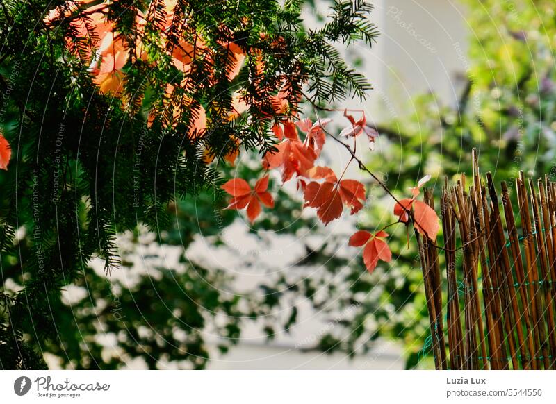 Ranke einer Jungfernrebe schon herbstlich rot, weht vor noch grünen Nadelhölzern im Wind Natur Wachstum Kletterpflanzen Herbstlaub Herbstfärbung leuchtend