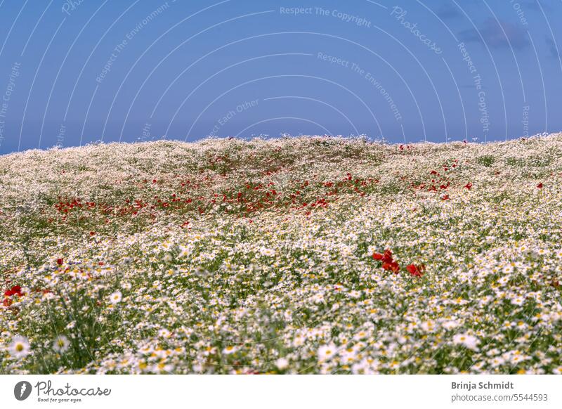 ein riesiges Feld voll blühender, weißer Kamille und roten Mohn vor blauem Sommerhimmel an der Ostseeküste flower head marguerite europe scenic color fresh