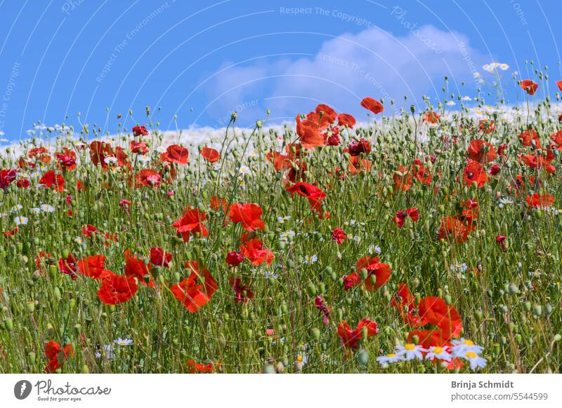 eine Wildblumenwiese mit rotem Mohn und weißer Kamille vor blauem Sommerhimmel flower head marguerite europe scenic color fresh growth cultivate healthy medical