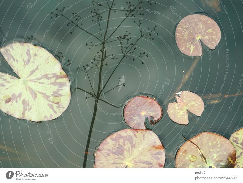 Milieustudie Blätter Lotus Wasserpflanze Außenaufnahme Seerosenblätter Lotosblätter Natur Seeufer Pflanze Idylle Ruhe Wasseroberfläche Menschenleer Farbfoto