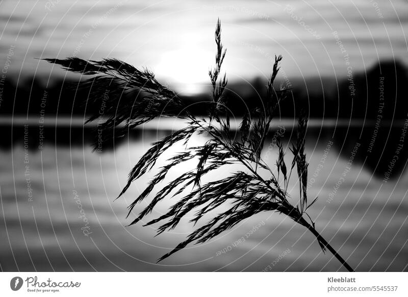 Schilfgrasblüte im abendlichen Gegenlicht -  Foto schwarzweiß See Gras Seegras Schilfrohr abendstimmung Seeufer Landschaft Natur Wasser Idylle Trauer gebogen