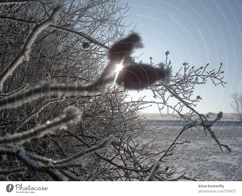 Hagebutten vor Sonne Thüringen rot Sträucher Winter Außenaufnahme Natur Schnee Freude Freiheit wärme und kälte Hundsrose