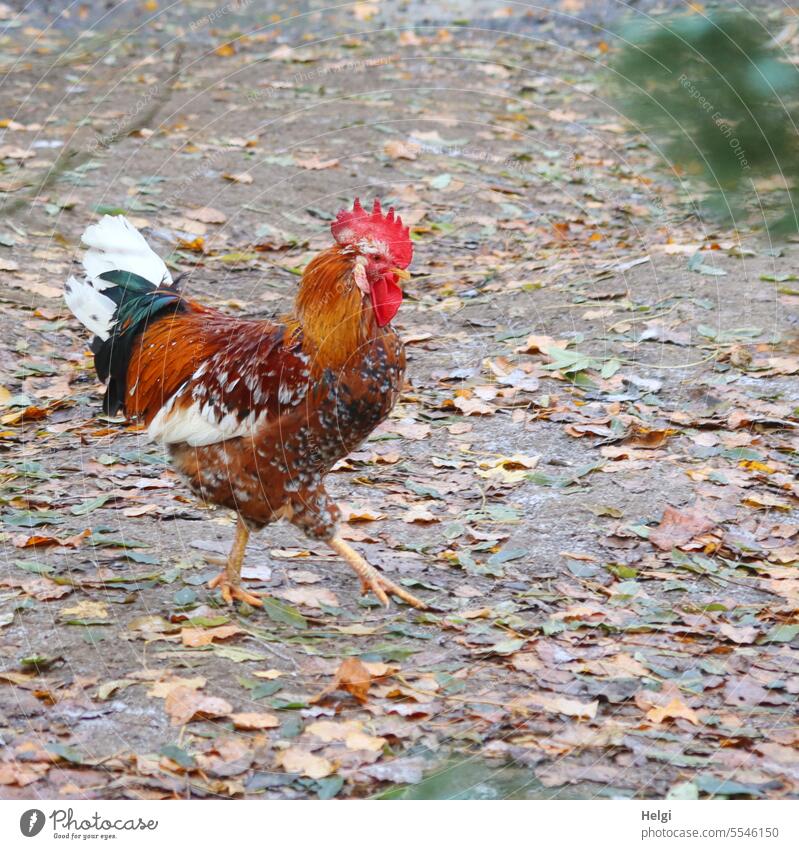 stolzer Gockel Hahn Federvieh Geflügel schreiten Weg Laub Blätter Herbst draußen Außenaufnahme Tier Nutztier Bauernhof Vogel Farbfoto Natur Landwirtschaft