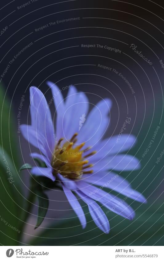 Herbstaster aufgeblüht in zartem blau herbst jahreszeit blüte blume herbstaster fligran innen hellblau dunkel leuchtend links im Bild textfreiraum unscharf