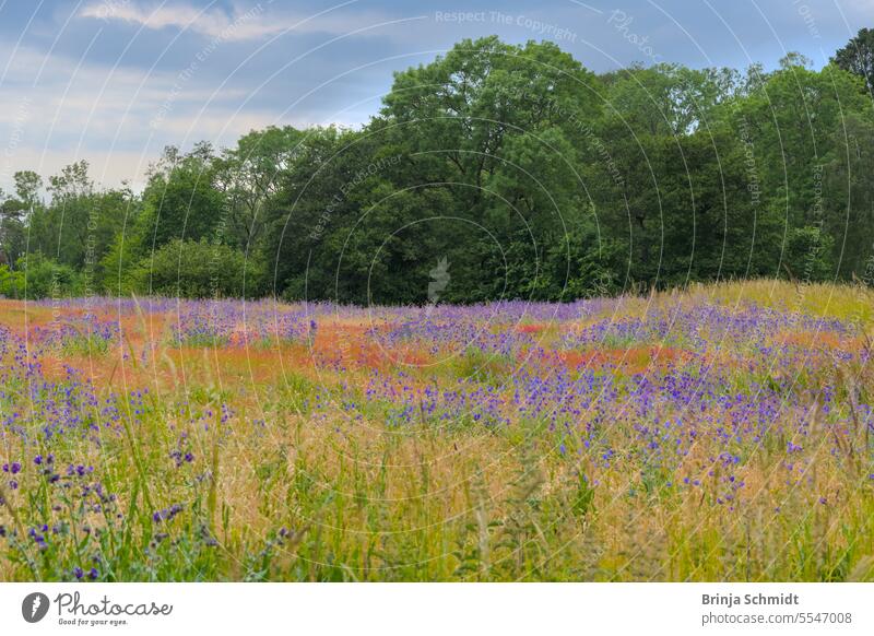 ein buntes Feld blühender Wildblumen, roter Mohn und lila Ochsenzunge, vor einem grünen Wald beauty farmhouse park landscape idyllic scene magic bugloss