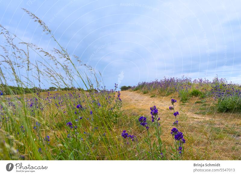 Ein Feld violet blühender Wildblumen, Ochsenzunge durch das ein sandiger Fußweg im Horizont verschwindet beauty farmhouse park landscape idyllic scene magic