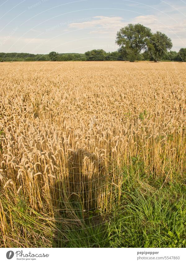 Schatten eines Fotografen auf einem Getreidefeld Kornfeld Roggenfeld Feld Nutzpflanze Landwirtschaft Ackerbau Ähren Wachstum Lebensmittel Außenaufnahme Weizen