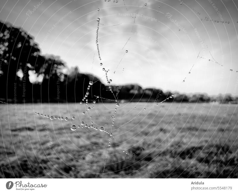Regentropfen hängen an einem Spinnennetz vor einer Wiese mit Bäumen s/w Tropfen Herbst nass Natur Wasser Tau Detailaufnahme Wassertropfen Morgen glänzend