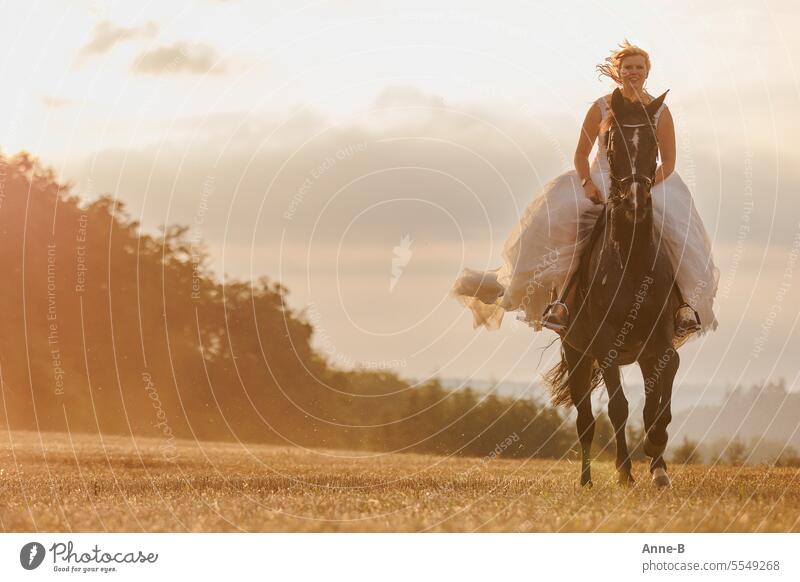 Braut  reitet auf einem dunklen Pferd im Galopp im abendlichen Gegenlicht auf einem Stoppelfeld. Mädchentraum abendsonne Heiraten Brautkleid Stoppelacker