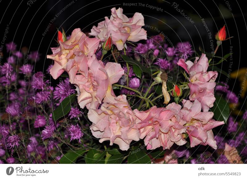 Blütenzauber | ein Rosenblütenkranz auf violetten Herbst-Astern bei Nacht in einem Schrebergarten. Blume Natur Pflanze Blühend natürlich Außenaufnahme