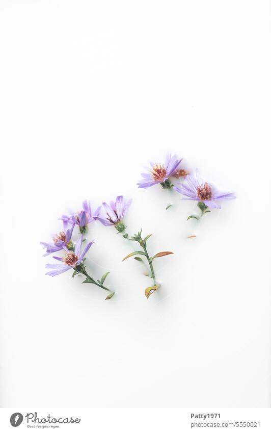 Lila Blumen schwimmen in einem Milchbad. Wellness und Kosmetik Blüte zart verträumt Spa Konzept Körperpflege Creme Hautpflege lila schön Design Draufsicht weiss