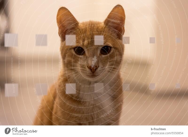 Hauskatze hinter Glastüre Katze Haustier Tier Tierporträt Farbfoto Innenaufnahme beobachten Blick dahinter warten Neugier Wachsamkeit Tierliebe Kater